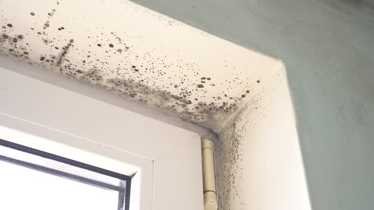 Best Comprehensive Air Testing for Mold Contaminants  in Junction City, CA